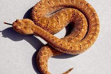 Snakes kaufen und verkaufen Photo: Snakes for Hamm and Prague 2023 Snakes kaufen und verkaufen Photo: Snakes for Hamm and Prague 2023