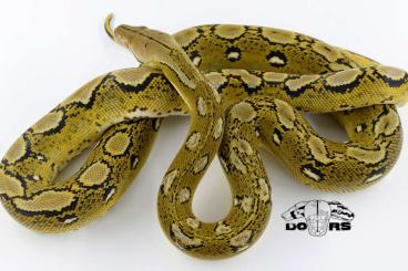 Pythons kaufen und verkaufen Photo: Malayopython reticulatus - adult males