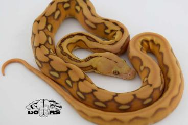 Pythons kaufen und verkaufen Photo: Retics CB23 - Mochino x Marble sunfire tiger het. albino