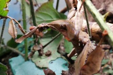 Insekten kaufen und verkaufen Foto: Zur Abholung oder Übergabe in Hamm am 09.03.2024