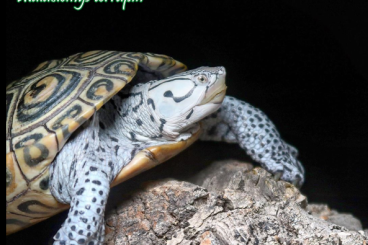 Schildkröten  kaufen und verkaufen Foto: Malaclemys di tutte le specie