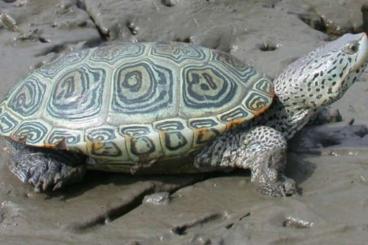 Schildkröten  kaufen und verkaufen Foto: Malaclemys Terrapin centrata
