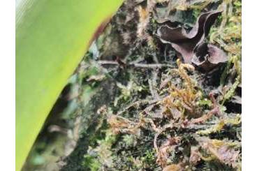 Poison dart frogs kaufen und verkaufen Photo: 1.0 Oophaga pumilio bastimentos 