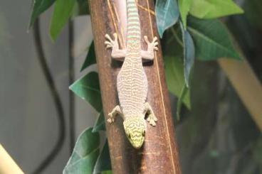 Geckos kaufen und verkaufen Foto: Biete Phelsuma standingi                                              