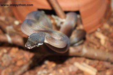 Pythons kaufen und verkaufen Foto: 1.1 schwarze Weisslippenpythons Nz.23