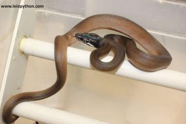Pythons kaufen und verkaufen Foto: Weisslippenpythons Leiopython albertisii
