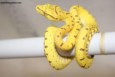 Pythons kaufen und verkaufen Foto: Baumpython zum abgeben... Pythons kaufen und verkaufen Foto: Baumpython zum abgeben...