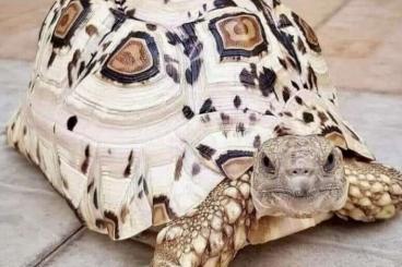 Landschildkröten kaufen und verkaufen Foto: Suche Stigmochelys Pardalis 