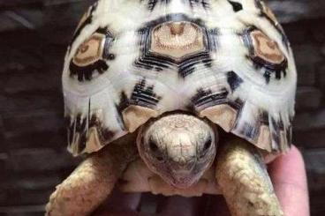 Landschildkröten kaufen und verkaufen Foto: Stigmochelys pardalis in weiß 