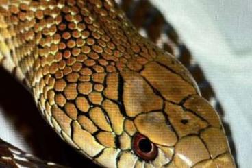 Colubrids kaufen und verkaufen Photo: Elaphe Carinata yonaguniensis Colubrids kaufen und verkaufen Photo: Elaphe Carinata yonaguniensis