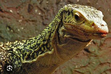 Warane kaufen und verkaufen Foto: Varanus Melinus gesucht - Looking for V. Melinus Warane kaufen und verkaufen Foto: Varanus Melinus gesucht - Looking for V. Melinus
