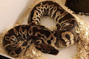 Pythons kaufen und verkaufen Photo: Black Blood Ball Hybrid - Blutpython x Königspython Pythons kaufen und verkaufen Photo: Black Blood Ball Hybrid - Blutpython x Königspython