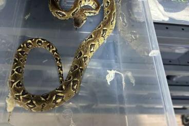 Boas kaufen und verkaufen Photo: Sanzinia Madagascariensis Madagascariensis Female Boas kaufen und verkaufen Photo: Sanzinia Madagascariensis Madagascariensis Female