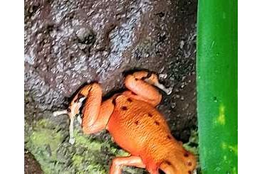 Poison dart frogs kaufen und verkaufen Photo: 0.03 Red frog beach und 0.0.X Colon