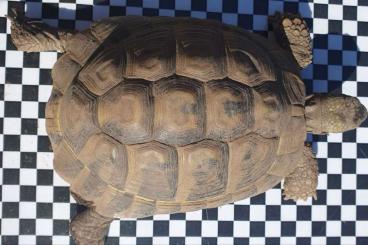 Landschildkröten kaufen und verkaufen Foto: Testudo hermanni boettgeri