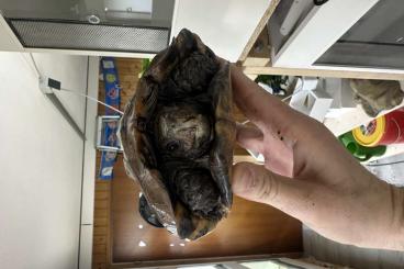 Turtles and Tortoises kaufen und verkaufen Photo: Cuora(Pyxidea) Mouhotii Astrochelys Radiata zu Verkaufen Turtles and Tortoises kaufen und verkaufen Photo: Cuora(Pyxidea) Mouhotii Astrochelys Radiata zu Verkaufen