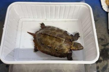 Schildkröten kaufen und verkaufen Foto: Geoemyda Japonica 3.3 CB animals Schildkröten kaufen und verkaufen Foto: Geoemyda Japonica 3.3 CB animals