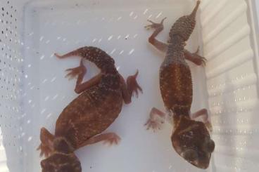 Geckos kaufen und verkaufen Foto: Knopfschwanzgecko zuchtpaar