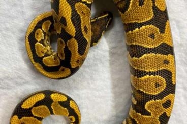 Pythons kaufen und verkaufen Foto: Yellowbelly males and females 