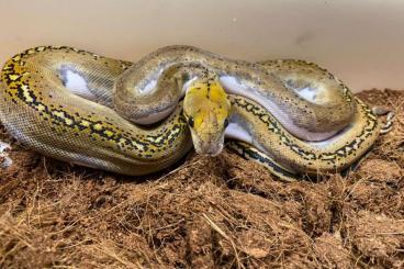 Pythons kaufen und verkaufen Photo: 1.0  retic pied possible het tiger possible het albino 