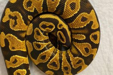 Pythons kaufen und verkaufen Foto: Yellowbelly males and females in larger number