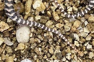 Lizards kaufen und verkaufen Photo: Reptilien abzugeben / Reptiles to offer