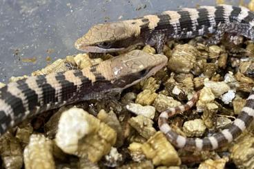 Lizards kaufen und verkaufen Photo: Gerrhonotus NZ abzugeben Lizards kaufen und verkaufen Photo: Gerrhonotus NZ abzugeben
