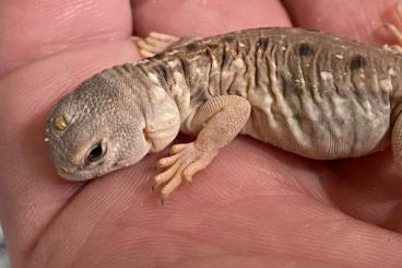 Agamen kaufen und verkaufen Photo: CB 2025 Uromastyx princeps / für Hamm