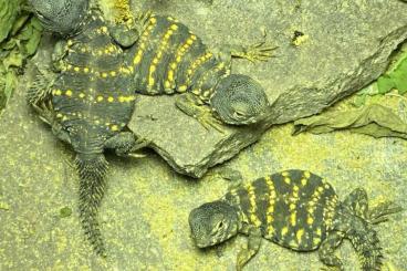 Agamen kaufen und verkaufen Photo: Biete: NZ 2025 Uromastyx geyri/ für Hamm Agamen kaufen und verkaufen Photo: Biete: NZ 2025 Uromastyx geyri/ für Hamm