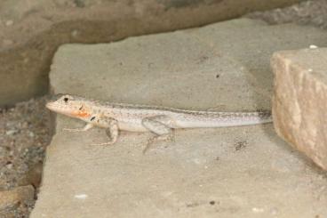 Lizards kaufen und verkaufen Photo: Suche / looking for Microlophus albemarlensis & Uromastyx princeps