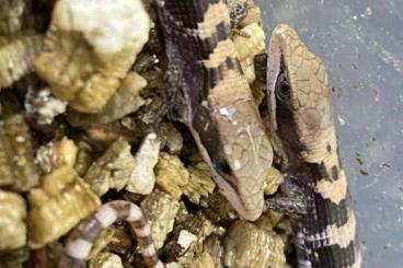 Lizards kaufen und verkaufen Photo: Biete / offer: Gerrhonotus infernalis