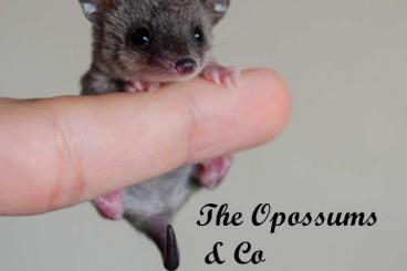 Exotische Säuger kaufen und verkaufen Foto: Short tailed opossum Monodelphis domestica Exotische Säuger kaufen und verkaufen Foto: Short tailed opossum Monodelphis domestica