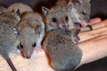 Exotische Säuger kaufen und verkaufen Foto: Short tailed opossum Monodelphis domestica