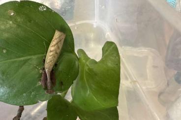 Insekten kaufen und verkaufen Foto: Praying Mantis / Gottesanbeterin Insekten kaufen und verkaufen Foto: Praying Mantis / Gottesanbeterin