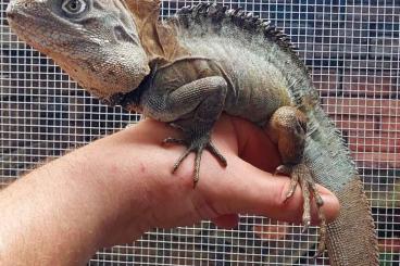 Echsen  kaufen und verkaufen Foto: Hypsilurus magnus / Agama lizard 