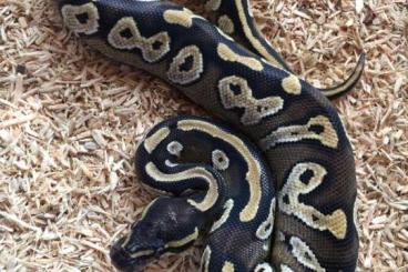 Königspythons kaufen und verkaufen Foto: Königspython 1.0 Mojave het Pied