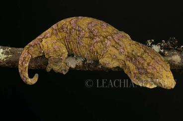 Geckos kaufen und verkaufen Foto: Rhacodactylus Leachianus - Giantgeckos