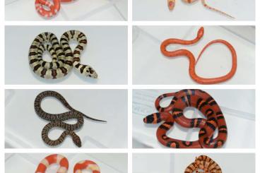 Snakes kaufen und verkaufen Photo: Hamm 9.3..: Milk/king/corn snakes