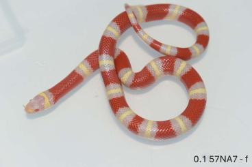 Schlangen kaufen und verkaufen Foto: Lampropeltis t. nelsoni ALBINO Schlangen kaufen und verkaufen Foto: Lampropeltis t. nelsoni ALBINO