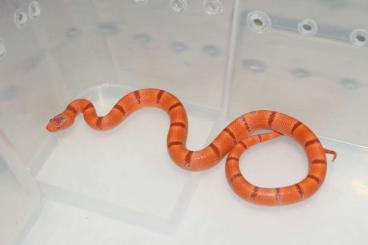 Schlangen kaufen und verkaufen Foto: CB2021 millk and king snakes for Hamm 11.6.