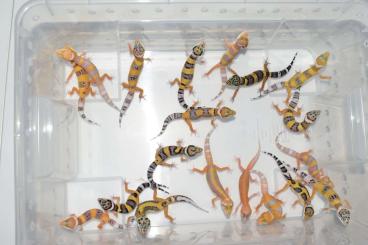 Echsen  kaufen und verkaufen Foto: Leopard geckos WHOLESALE! Hamm row 18