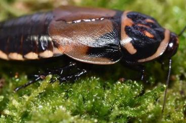 Insekten kaufen und verkaufen Foto: Zuchtansatz Lucihormetica verrucosa (Leuchtpunkt Schaben)