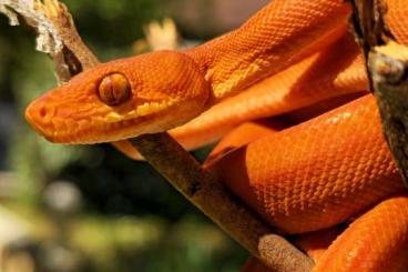 Boas kaufen und verkaufen Photo: 0.1 Corallus hortulanus orange/red tiger Boas kaufen und verkaufen Photo: 0.1 Corallus hortulanus orange/red tiger