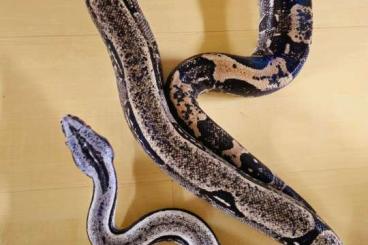 Boas kaufen und verkaufen Foto: Longicauda het zero, constrictor melanogaster Boas kaufen und verkaufen Foto: Longicauda het zero, constrictor melanogaster
