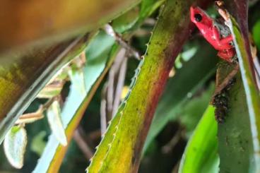 Poison dart frogs kaufen und verkaufen Photo: HAMM Dezember: O. pumilio, O. sylvatica NZ