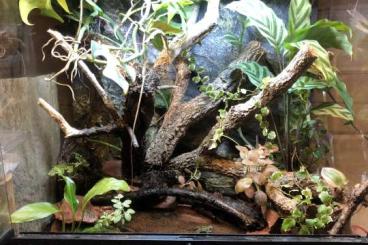Lizards kaufen und verkaufen Photo: Langschwanzeidechsen und Rotbauchunken mit oder ohne Terrarium 