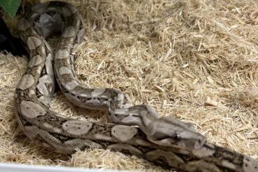 Boas kaufen und verkaufen Photo: Nachzuchten "Zwergboa" Boa c. imperator Cay Caulker (reinrassig) 