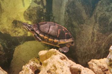 Schildkröten  kaufen und verkaufen Foto: Chrysemys Picta Dorsalis Weibchen 