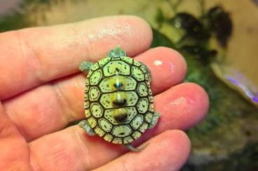 Sumpfschildkröten kaufen und verkaufen Foto: Biete 0.0.2 Malaclemys terrapin macrospilota 