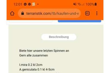 Spinnen und Skorpione kaufen und verkaufen Foto: Scammer alert! Scammer alert!